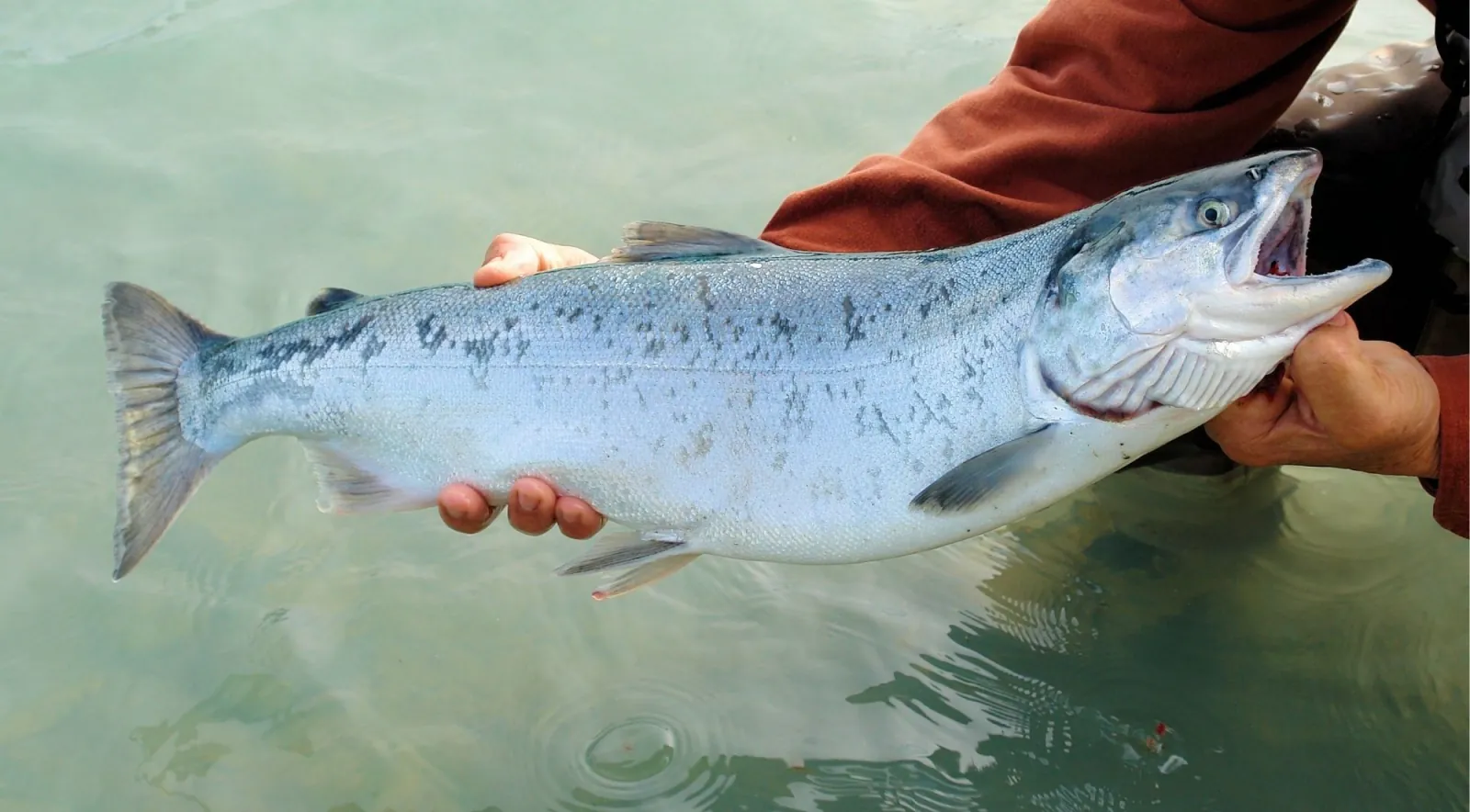 An angler holding a large silver Atlantic salmon over clear water