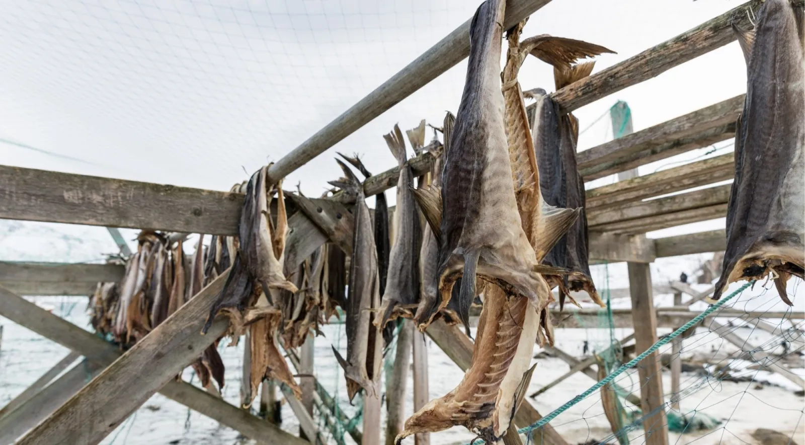 Cod drying on stockfish racks in the Lofoten Islands