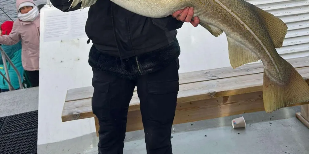 A large cod landed on the Arctic fjord fishing cruise