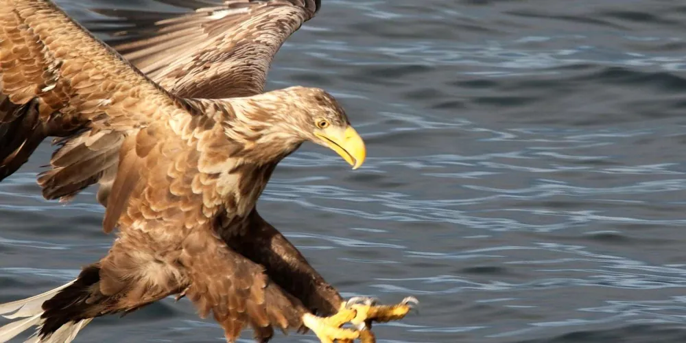 A white-tailed sea eagle over the fjord, spotted from the cruise