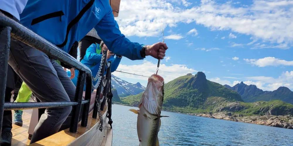 Hoisting a cod aboard with dramatic Lofoten peaks behind, from Svolvær