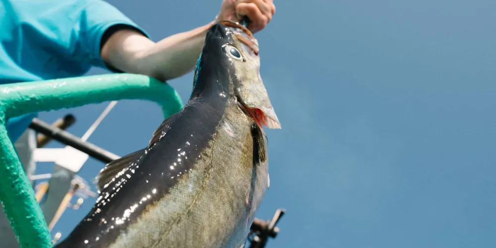A catch landed on the Lofoten fishing adventure