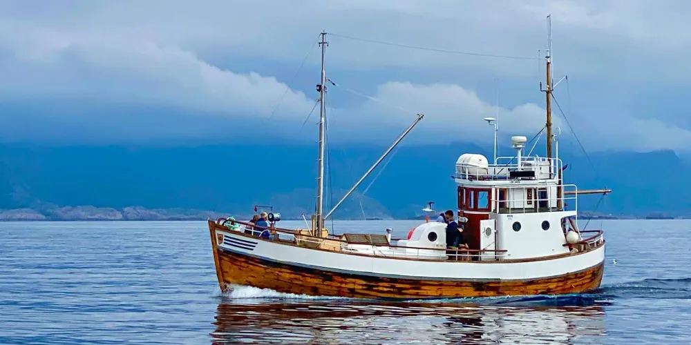The traditional wooden fishing boat Sabina cruising near Henningsvær