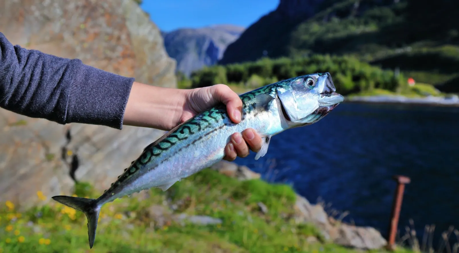 A hand holding a freshly caught mackerel above a fjord in summer