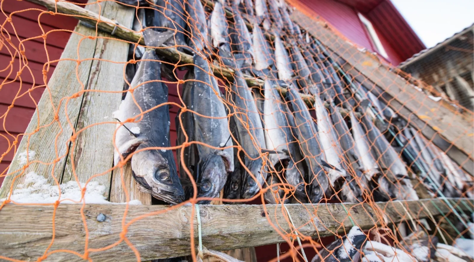 Cod hung to dry on wooden racks behind an orange net